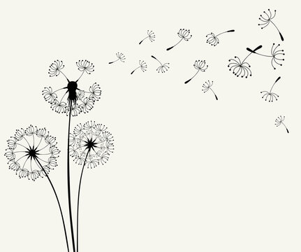 Flying dandelion seeds, vector illustration