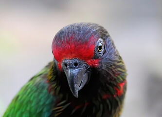 Macro of small Parrot with red forehead.