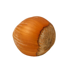 Hazelnut isolated on white background close up