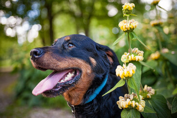 Portrait von einem freundlichen Rottweiler Hund mit Blumen 