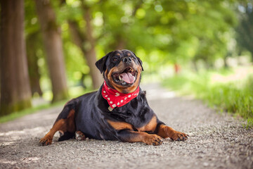 Dicker Rottweiler im Park. Schwarzer Hund beim spaziergang im Frühling  mit Bäumen auf einem Weg....