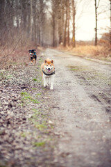 Fototapeta premium Shiba inu on a walk. Dog in dry grass. Happy dog with harness