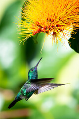 A Blue-chinned Sapphire hummingbird feeding on a Combretum (Monkey Brush) flower. Wildlife in nature. Bird in nature. © Chelsea Sampson