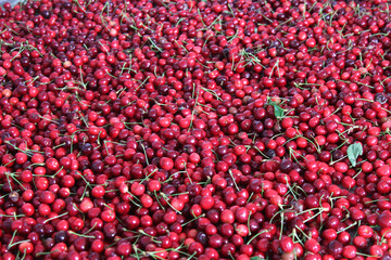 harvest of red sweet cherries. natural texture of berries