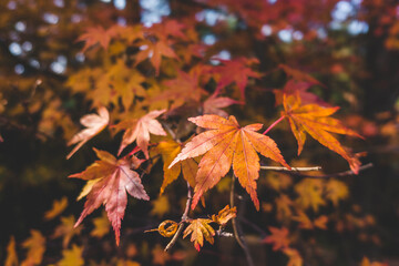 山に生えた紅葉