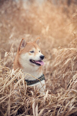 Portrait von einem  Shiba inu in getrockneter Wiese. Hund l&auml;chelt