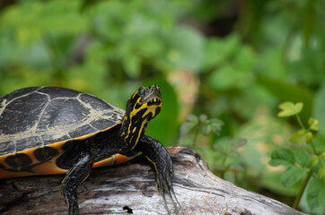 Portrait of a Turtle