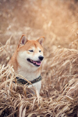 Portrait von einem  Shiba inu in getrockneter Wiese. Hund lächelt