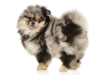 Pomeranian puppy of marble color, standing