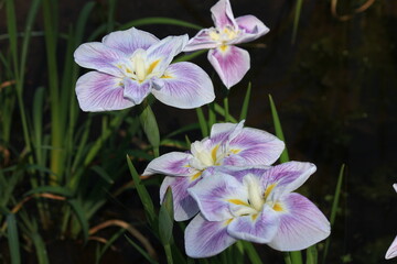 薬師池公園の菖蒲園　　5月、東京都町田市にある薬師池公園ではたくさんの菖蒲が咲き乱れる
