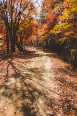 山に生えた紅葉