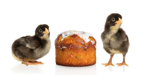 Chickens and easter cake