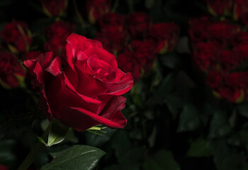 Red rose on a background of blurred bouquets of roses. Luxury roses for a gift. Greeting card