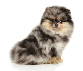 Obraz premium Pomeranian puppy Marble color, sitting on a white background