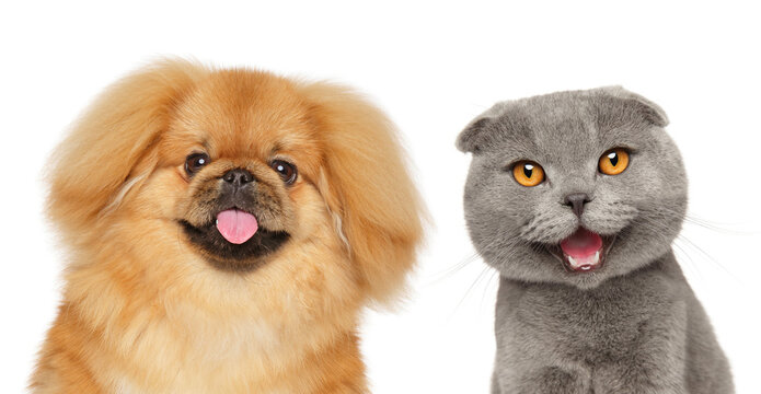 Happy cat and dog on white background