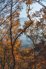 紅葉の木々から見える富士山