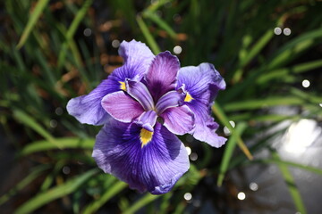 Obraz premium 薬師池公園の菖蒲園 5月、東京都町田市にある薬師池公園ではたくさんの菖蒲が咲き乱れる