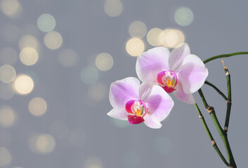 flower phalenopsis orchid on a gray background