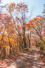 山に生えた紅葉