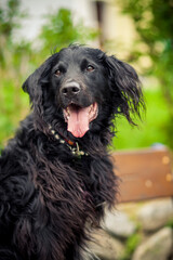 Portrait von einem Falt coated Retriever vor Blumen. Hund lächelt draußen im Frühling