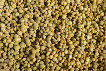Raw Pardina lentils wet, and washed after been soaked. Organic texture abstract background. 