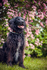 Portrait von einem Falt coated Retriever vor Blumen. Hund lächelt draußen im Frühling