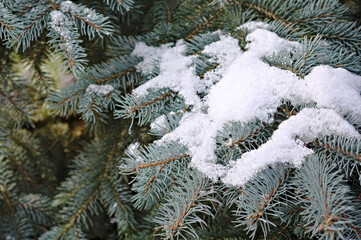 spruce needles covered with snow