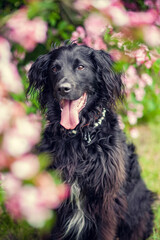 Portrait von einem Falt coated Retriever vor Blumen. Hund lächelt draußen im Frühling