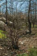 Black trees from a burnt forest over rocky landscape in a sunny day at the Serra da Estrela. The highest mountain range in continental Portugal.