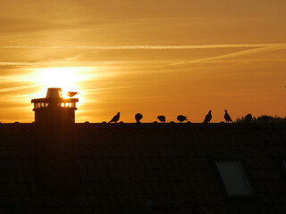 Naklejka premium Tauben im Sonnenaufgang