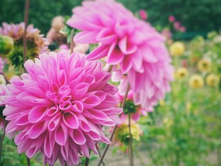 Dahlia is a genus of bushy, tuberous, herbaceous perennial plants native to Mexico and Central America
