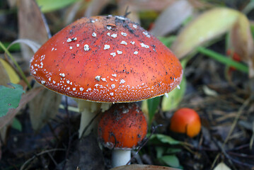 red fly agaric in the forest