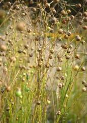 Linum (flax) is a genus of approximately 200 species in the flowering plant family Linaceae.