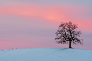 Morgenlicht