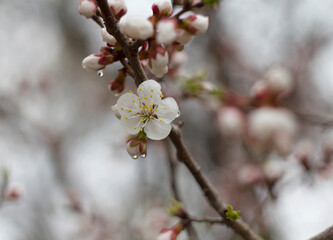 Blooming apricot branch in the rain.