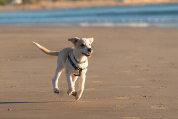 Young female puppy playing and running happily along the sand on the beach