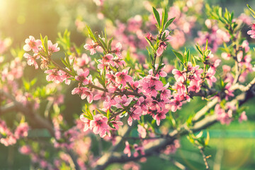 Pink Flowers Blooming Peach Tree at Spring. Beautiful peach blossom. toned