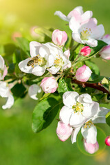 Fototapeta premium Beautiful blooming apple trees in spring park close up. Apple trees flowers. the seed-bearing part of a plant, consisting of reproductive organs. Blooming apple tree. Spring flowering of trees. toned