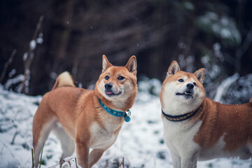 Zwei Schiba Inus stehtn im Schnee im Wald.