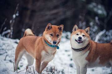 Zwei Schiba Inus stehtn im Schnee im Wald.