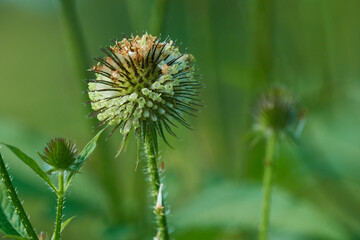 Schlanke Karde  (Dipsacus strigosus)

