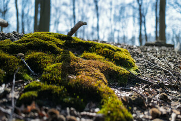 Moos in der Sonne auf dem Waldboden