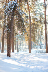Winter fairy snowy forest.