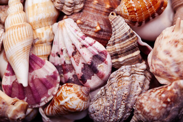 a lot of different empty sea shells on background, macro details