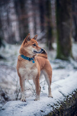 Shiba Inu steht auf einem Baumstann im Wald. Hund im Schnee.