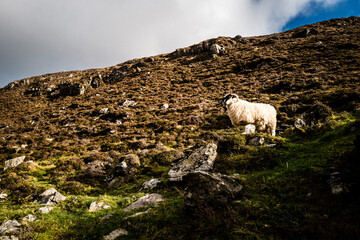 Slieve League County Donegal in Irland Schafe