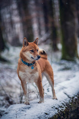 Shiba Inu steht auf einem Baumstann im Wald. Hund im Schnee.