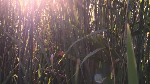 Sunset golden sunlight with lens flares shine through shaking reeds of overgrown lake shore. Relaxing nature background with defocused plants on foreground. Cinematic 4K footage of sunny fall day