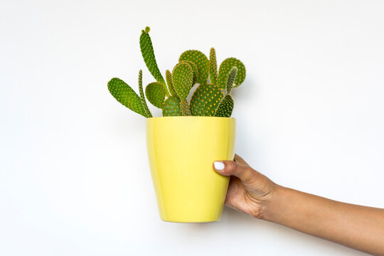 Cropped shot of person holding beautiful green potted cactus in hands on white background