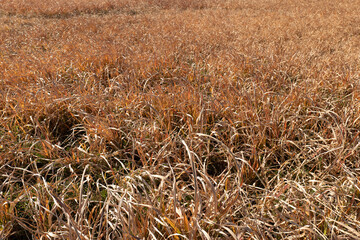 Fototapeta premium 冬の枯れ草の野原